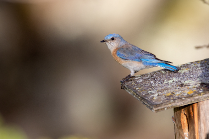 久久电影看曰本美女