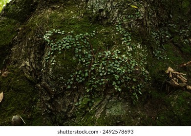 早上晨勃时被女友坐