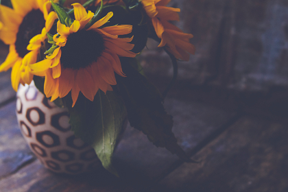 免费jlzzjlzz在线播放