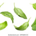 快猫社区在线观看:畅享精彩视频,尽在指尖轻松获取! 0vlobj