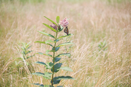 全面汇总：最受欢迎的日漫网站大全推荐
