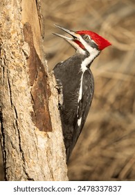 午夜青柠影院电影理论：探索夜幕下的影像叙事与情感表达