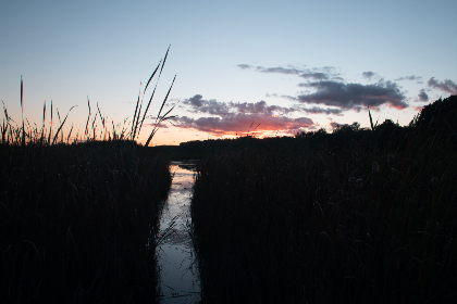 thz 桃花族地址：探索桃花族的神秘世界与精彩活动