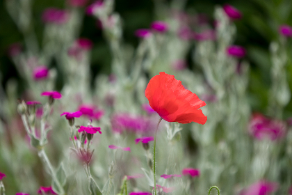 小鸡鸡英文：趣味解读与可爱表达的完美结合