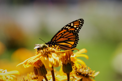 壁纸高清全屏电脑女：让你的桌面焕发青春活力的绝美壁纸推荐