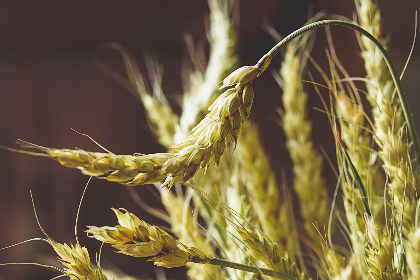 全面解析百度网址大全的功能与使用技巧