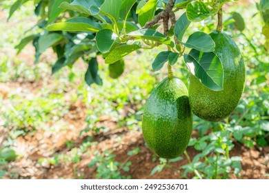 国产动画：探索中国原创动画的崛起与未来发展