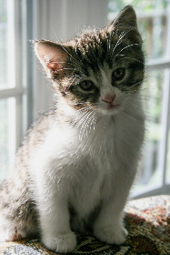 国产精品9074747474可站长工具：提升网站优化与流量分析的最佳选择