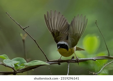 探索Hakari：揭示其背后的文化与意义