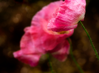 我的野蛮女友2：爱情与成长的奇妙旅程