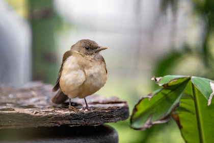 探索chabeihu3：创新科技在生活中的应用与影响