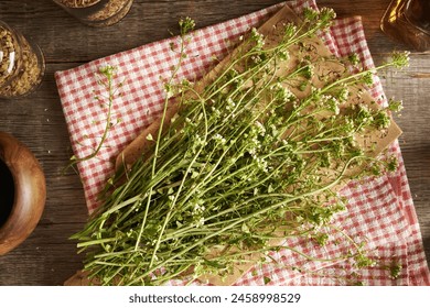 探索tv123.com的所有子域名及其功能