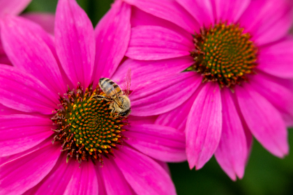 探索JMComic2：数字艺术与创意漫画的完美结合