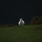 探索大米星球入口官网,开启你的美味之旅 r6ie86w