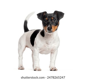 探秘王者荣耀本子黄的创作与文化影响